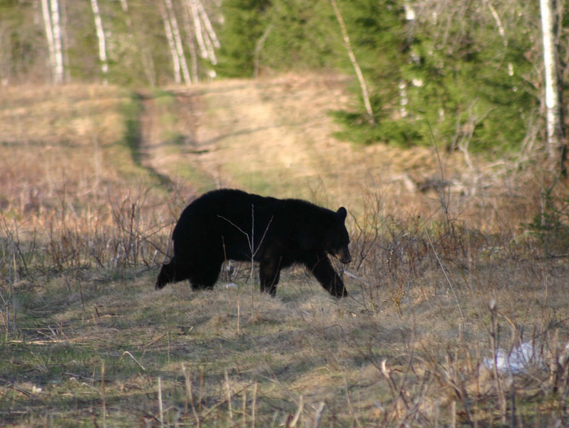 madwrench > This bear was near the A/AA loop.