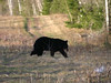 madwrench > This bear was near the A/AA loop.